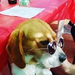 Benji Cini - @benjamin_d_beagle - Instagram