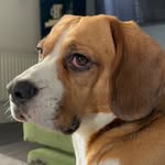 Benny Beagle - @benjaminbuttonbeagle - Instagram