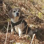 benny - @benjamin.the_beagle - Instagram