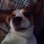 Benny - @benjamin_beagle - Instagram
