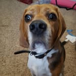 Benny Johnson - @benjamin_the.beagle - Instagram