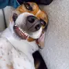 bennythebeagle - @benjaminthebeagle - TikTok