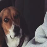 Biscuit Benjamin Beagle - @biscuit_the_doggo - Instagram