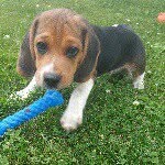 @clyde_benjamin_beagle - Instagram