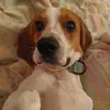 Oddie Benjamin 🐶💕🌿 - @oddiebenjaminbeagle0 - TikTok