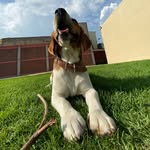 Un Beagle En La Cdmx - @benjamin_elbeagle - Instagram