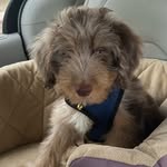 Beckham - @benjaminbeckhamdevenish - Instagram