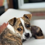 Benjamin Bee - @benny_the_brindle_chi_mix - Instagram