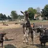 Benjamin BeejeeZ - @benjaminbeejeez - TikTok