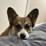 Benjamin & Bella - @corgi.be - Instagram