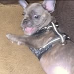 Sir Benjamin Round Belly - @bigbellybenjiiii - Instagram