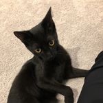 Benjamin Brooklyn & Billie - @benjaminbrooklynbillie - Instagram