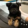 ❤️🐶Ozzy-Oz-Born-Benjamin🐶❤️ - @ozzyozbornbenjamin - TikTok