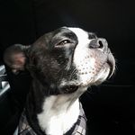 Benjamin - @benjaminboston - Instagram