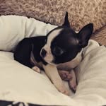 benjamin - @benjamin_bostonterrier - Instagram