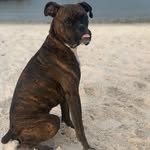 Benjamin_boston_boxer - @benjaminwigglebutt - Instagram