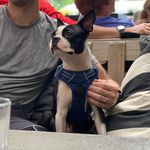 Benjamin The Boston Terrier - @benjamin_boston_ - Instagram