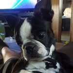 @boston_benjamin - Instagram