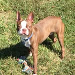 Sir Benjamin - @benjamin_the_boston - Instagram