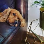 Benny Bramble - @benjamin_bramble_cockerspaniel - Instagram
