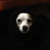 Benjamin Brazil - @admiralwaffles - TikTok