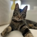 𝓑𝓮𝓷𝓳𝓪𝓶𝓲𝓷_𝓑𝓻𝓲𝓶𝓮𝓻 - @puddinpop6782 - Instagram