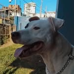 Benjamin Britto Kuver♥️🐶 - @benjamin262512 - Instagram