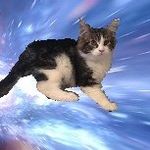 Andre Benjamin & Bronson 🐈🦁🙃 - @andre_benjamin_maine_coon - Instagram