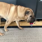 Benjamin Bruun - @benjaminbruun1 - Instagram