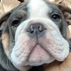 Benjamin - @benthebulldog - TikTok