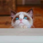 Benjamin Button - @benjaminbutton.thecat - Instagram