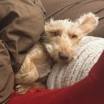 Benjamin Button🐾 - @bennybuttonns - Instagram