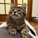 Benjamin Button - @benjibutton_thetabby - Instagram