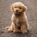 Benjamin Button (aka Benny) - @bennyboy.dude - Instagram