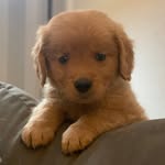 Benjamin Button “Benji” “Bibi” “BenjiButtons” - @mybenjibuttons - Instagram