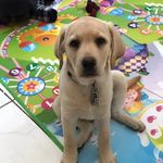 Benjamin - @benjamin_cao_guia - Instagram