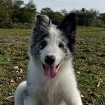 Benjamin Cão - @benjamincaozinho - Instagram