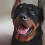 @capone_benjamin - Instagram