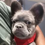 Benjamin Cartier - @benjithefluffyfrenchie - Instagram