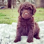 Benjamin Cash - @benniecashthedoodle - Instagram