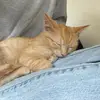 benjamin the cato - @catoclaro - TikTok
