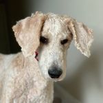 Benjamin Xavier Cheatham - @benjaminxthepoodle - Instagram
