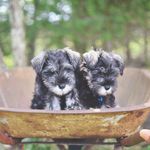 Benjamin and Chester 🐾 - @miniatureschnauzerbros - Instagram