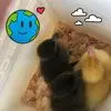 Benjamin Chester - @benjamin.chester - TikTok