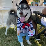 Benjamin Husker & Chester - @ahuskyandhisbrother - Instagram