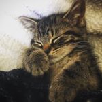 Chester benjamin - @chester_benjamin143 - Instagram