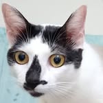 Benjamin Chew - @ben340970 - Instagram