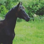 B.C HORSES - @benjamin.claessen - Instagram