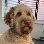 Benjamin Van’t Morgenland - @benjamin_cobber - Instagram