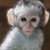 Gorillavr - @benjamincochran - TikTok